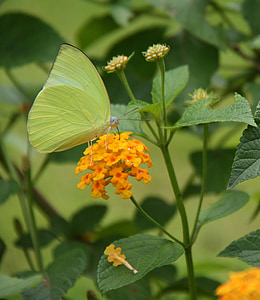 Lantana, verbenaceae, horolezec, gonepteryx rhamni, motýľ, hmyzu, kvet