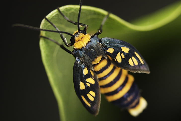 insekter, Moth, flygande, naturen, färgglada, gul