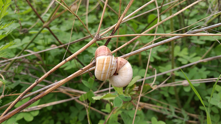 snails, snail, autumn