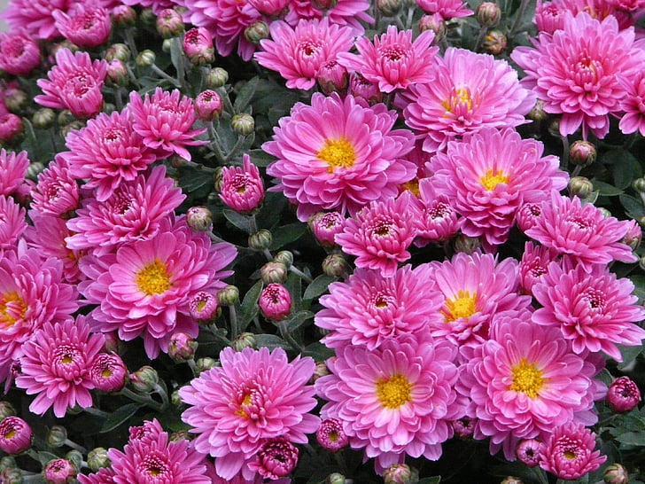 dwarf sommeraster, aster, callistephus chinensis, flower, pink, plant, bud