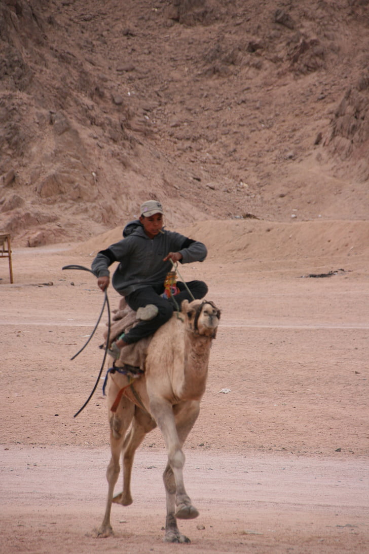 kamelridning, Egypten, Sinai, öken, Camel, beduin