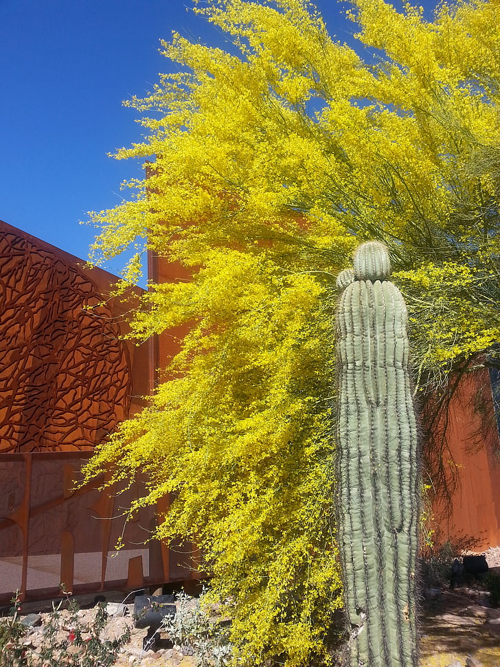 Saguaro, Ironwood, Arizona, Cactus, roest, bomen, woestijn