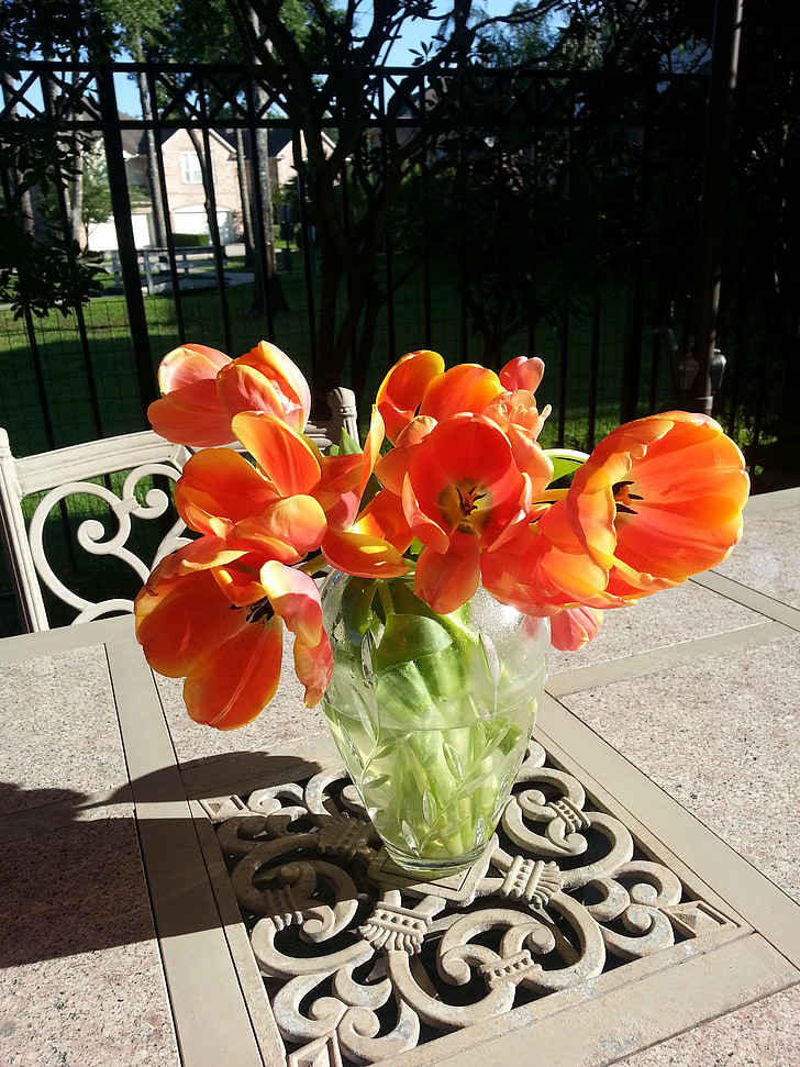 Zlatni, tulipani, šarene, Sunčeva svjetlost, na otvorenom, sunčan dan
