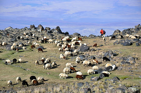 Mont ararat, Ararat, nature, Turquie, troupeau, animal, Groupe d’animaux