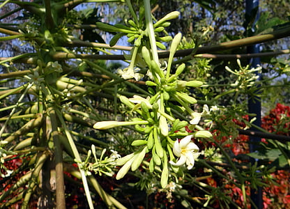 papaya, male inflorescence, flower, fruit, tropical, hubli, india