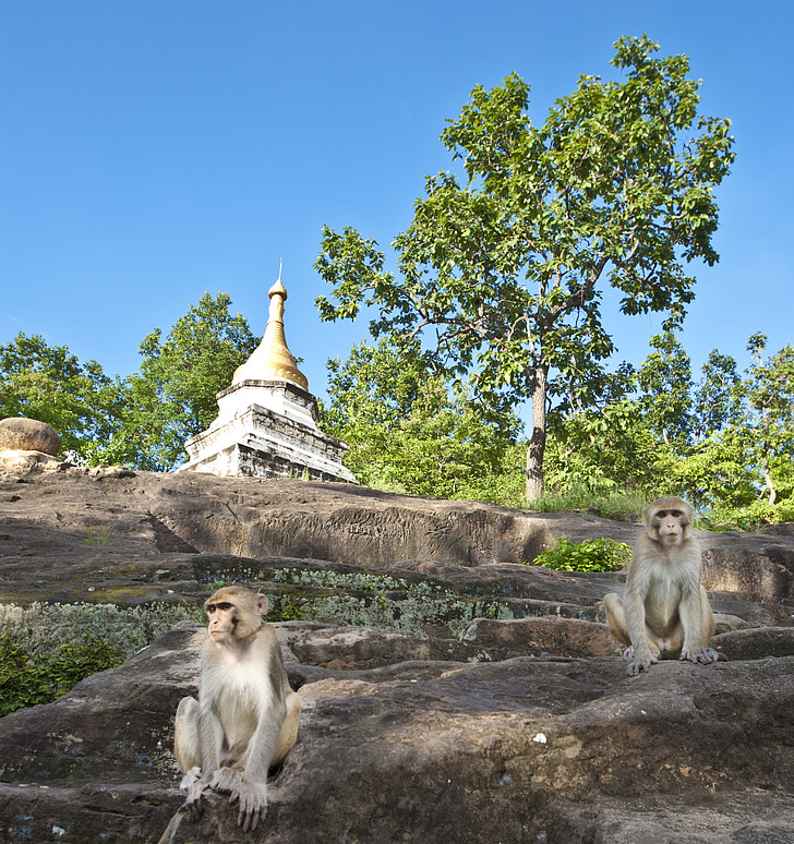Myanmar, macacos, Ásia, Birmânia, viagens