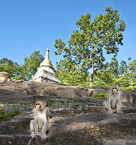 Myanmar, con khỉ, Châu á, Miến điện, đi du lịch