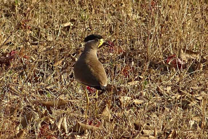 kuş, Sarı wattled kız kuşu, Vanellus malabaricus, Kız kuşu, yaban hayatı, kuş, bhimgadh