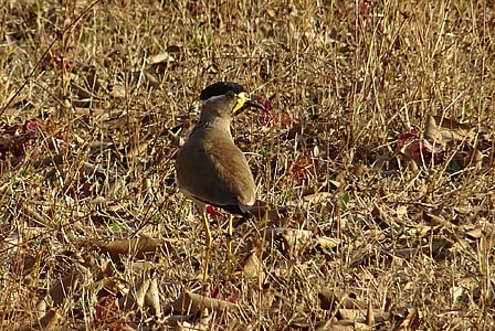 bird, yellow-wattled lapwing, vanellus malabaricus, lapwing, wildlife, avian, bhimgadh