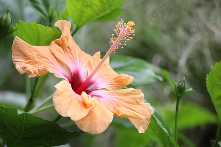 Hibiscus, exotice, tropicale, floare, floare