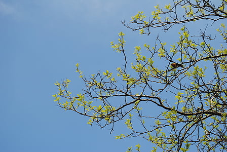tree, sky, branches, bird, summer, green, blue