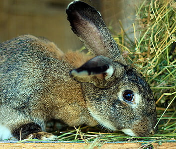 tavşan, Kükürt tavşan, hayvan, Kükürt, hayvanlar, doğa, evde beslenen hayvan