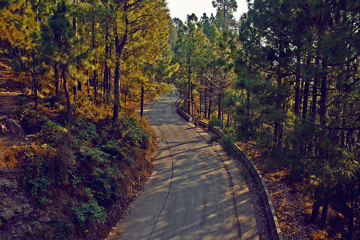 trees, road, wood, forest, nature, greenery, peaceful