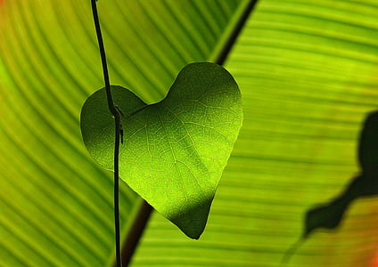 luz de fondo, verde, corazón, hoja, planta