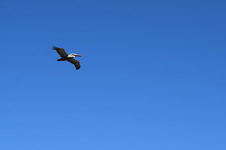 Pelican, voando, pássaro, vida selvagem, aves marinhas, natureza, animal