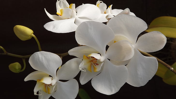 orquidea, puķe, mīlu, gardums, krāsains