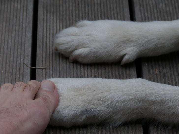 paws, animal, dog, foot, ten, human, contact