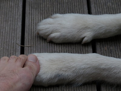 patas, animal, cão, os pés, dez, humana, contato