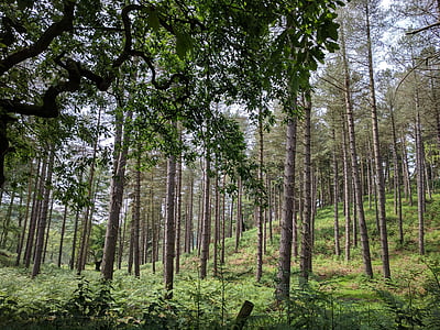 chasse de Cannock, campagne, arbres, en plein air, paysage, nature, Forest