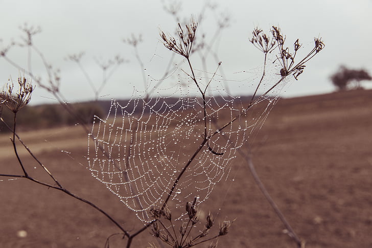 pavouk, Web, tráva, mokrý, venkovní, Příroda, pole