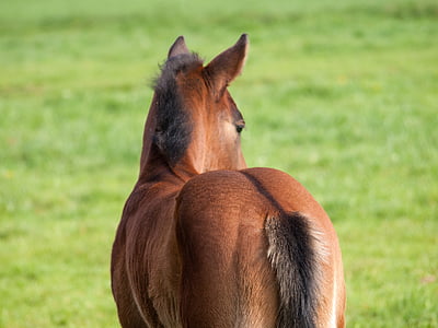 caballo, Potro, del pasto, animal joven, lindo, marrón, Quarterhorse