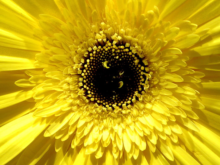gerber daisy, lemon color, beautiful, garden, nature, summer, yellow