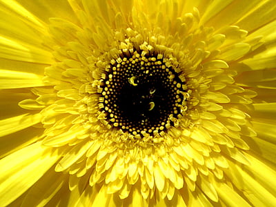Gerber daisy, citrónovej farby, krásny, Záhrada, Príroda, letné, žltá