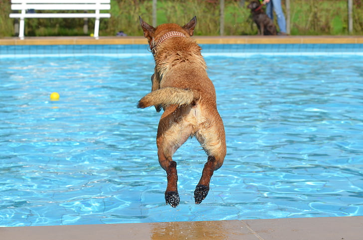 개, 야외 수영장, 물에 개, 수영장에서 개, 여름, malinois, 벨기에 양치기 개