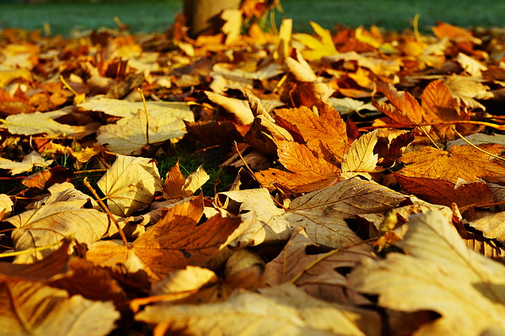 hojas, finales de otoño, colorido, color de otoño, surgen, oro, naturaleza