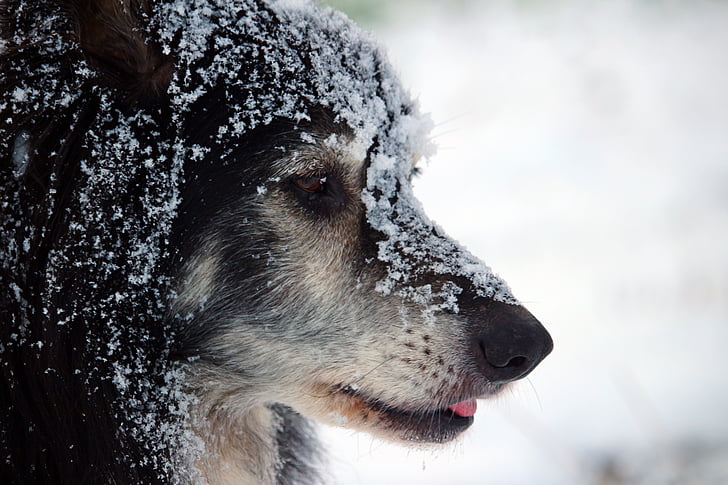 hund, grænsen, grænsen collie, britiske fårehund, Collie, Hyrdehund, sne