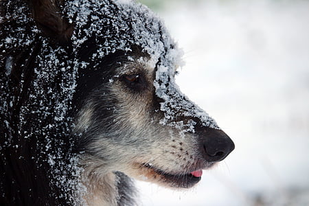 šuo, sienos, Borderkolis, Britų aviganis, kolis, ganymo šuo, sniego