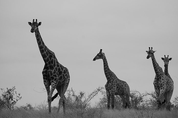Safari, žirafa, Afrika, prosto živeče živali