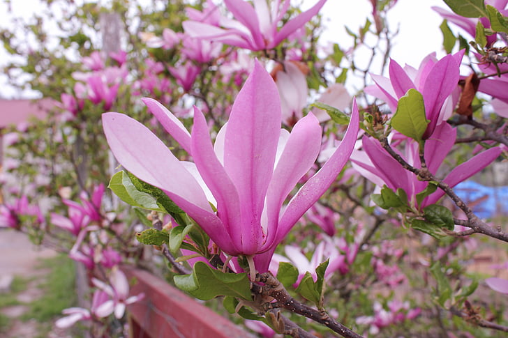 magnolia Saucer, Magnolia, árbol, primavera, soulangeana, Botánica, pétalos de