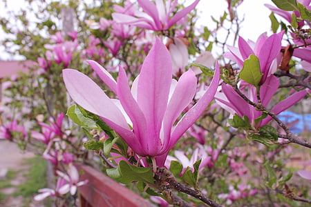 magnolia de soucoupe, Magnolia, arbre, printemps, soulangeana, botanique, pétales