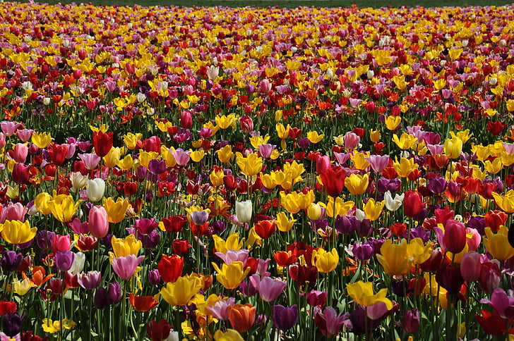 tulipes, camp de tulipa, flor, camp, jardí, brillant, flor