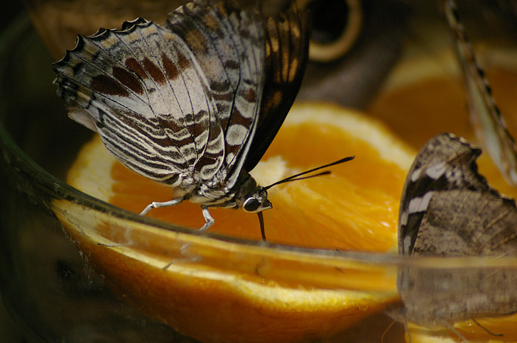 Motyl, pomarańczowy, Zamknij, motyle