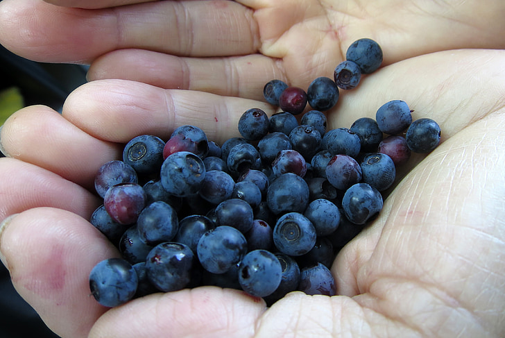 Blueberry, natuur, bio, wilde bessen, Bos fruit, gezonde, verzamelen