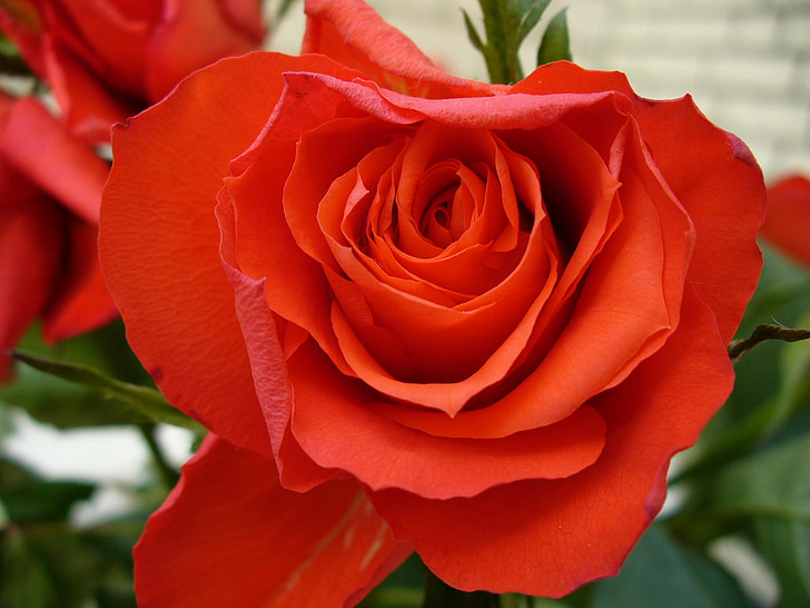 Rózsa, rózsa virágzik, piros, növény, illat, szépség, romantika