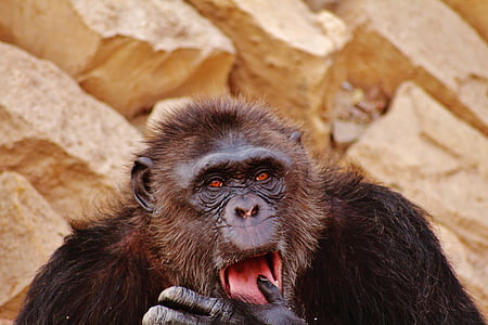 goril, yaban hayatı, Kongo Cumhuriyeti, hayvan, vahşi, üzgün, Yalnız
