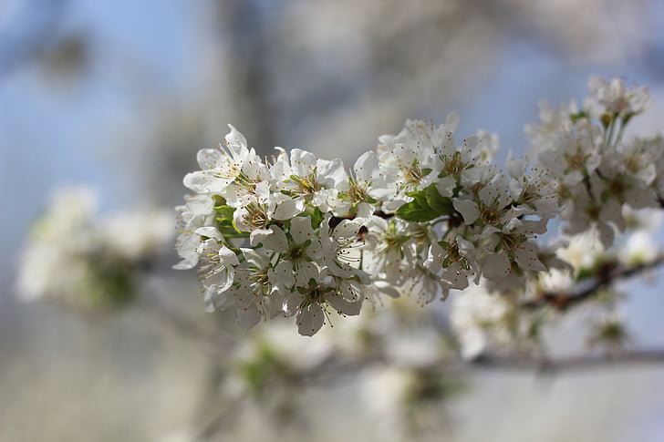 päron, Woods, våren