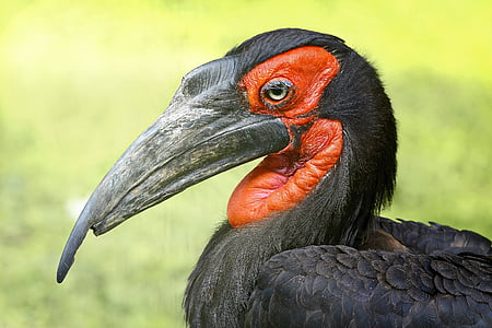 waterfowl, zoo, dalmatian pelican, nature, hornbill, beak, animal body part