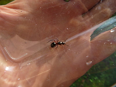 Las ant queen, ANT queen, drewna ant, ANT, Natura, czerwony drewno ant, owad