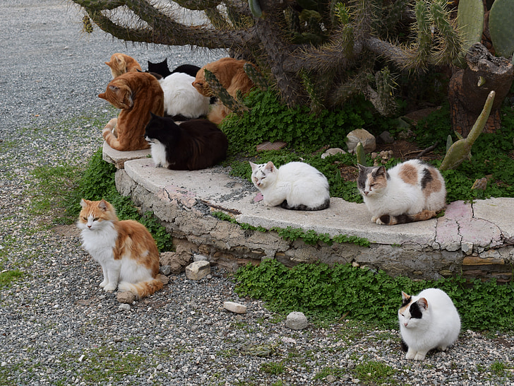 gatos, Feral, felino, animal, ao ar livre, a descansar, juntos