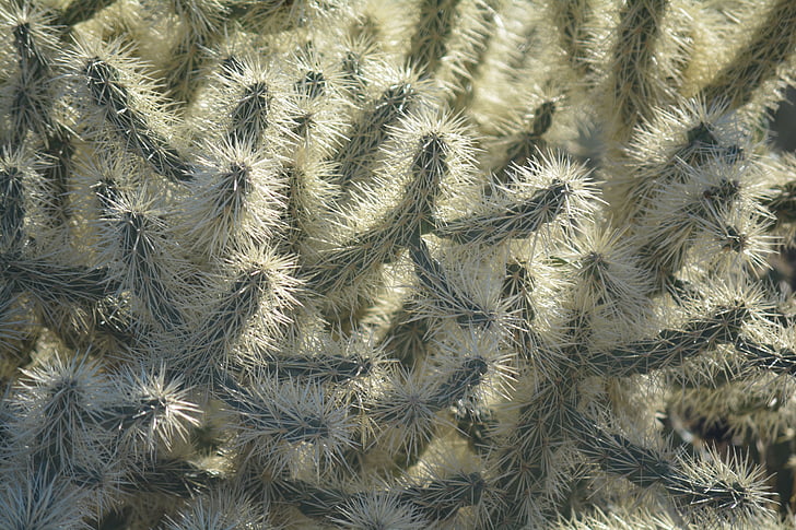 Cactus, Arizona, woestijn, zout river, Saguaro lake