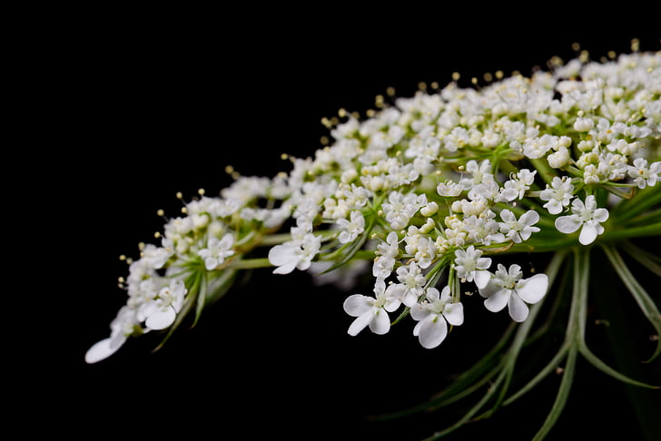 bloom, blossom, close-up, flora, flowers, petals, plant