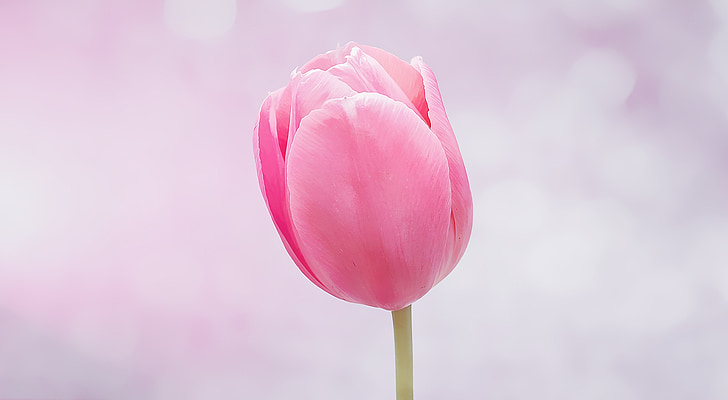 bunga, Tulip, Blossom, mekar, merah muda, pastel, bunga musim semi