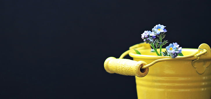 bucket, forget me not, flower, yellow, yellow bucket, greeting card, still life