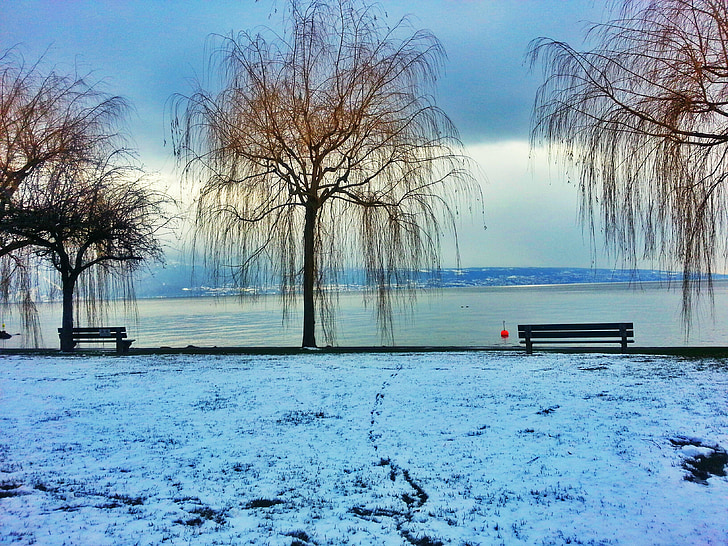 lake, winter landscape, snowy landscape, nature, bench, panorama, weeping willow