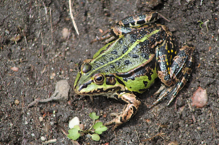 개구리, 봄, 그린, 두 꺼 비, 작은, 자연