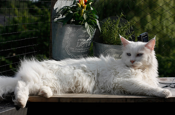 Мейн Куун котка, котешки, търси, Сладък, полулегнал, бяло, домашни